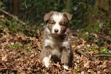 BORDER COLLIE 1106